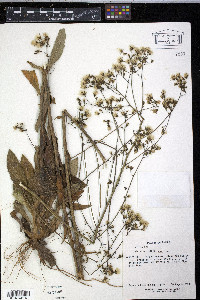 Hieracium albiflorum image