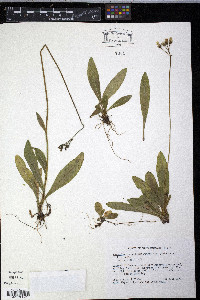 Hieracium caespitosum image