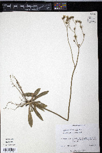 Hieracium piloselloides image