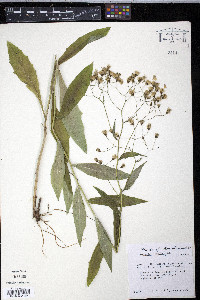 Hieracium paniculatum image