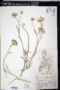 Hyalis argentea image