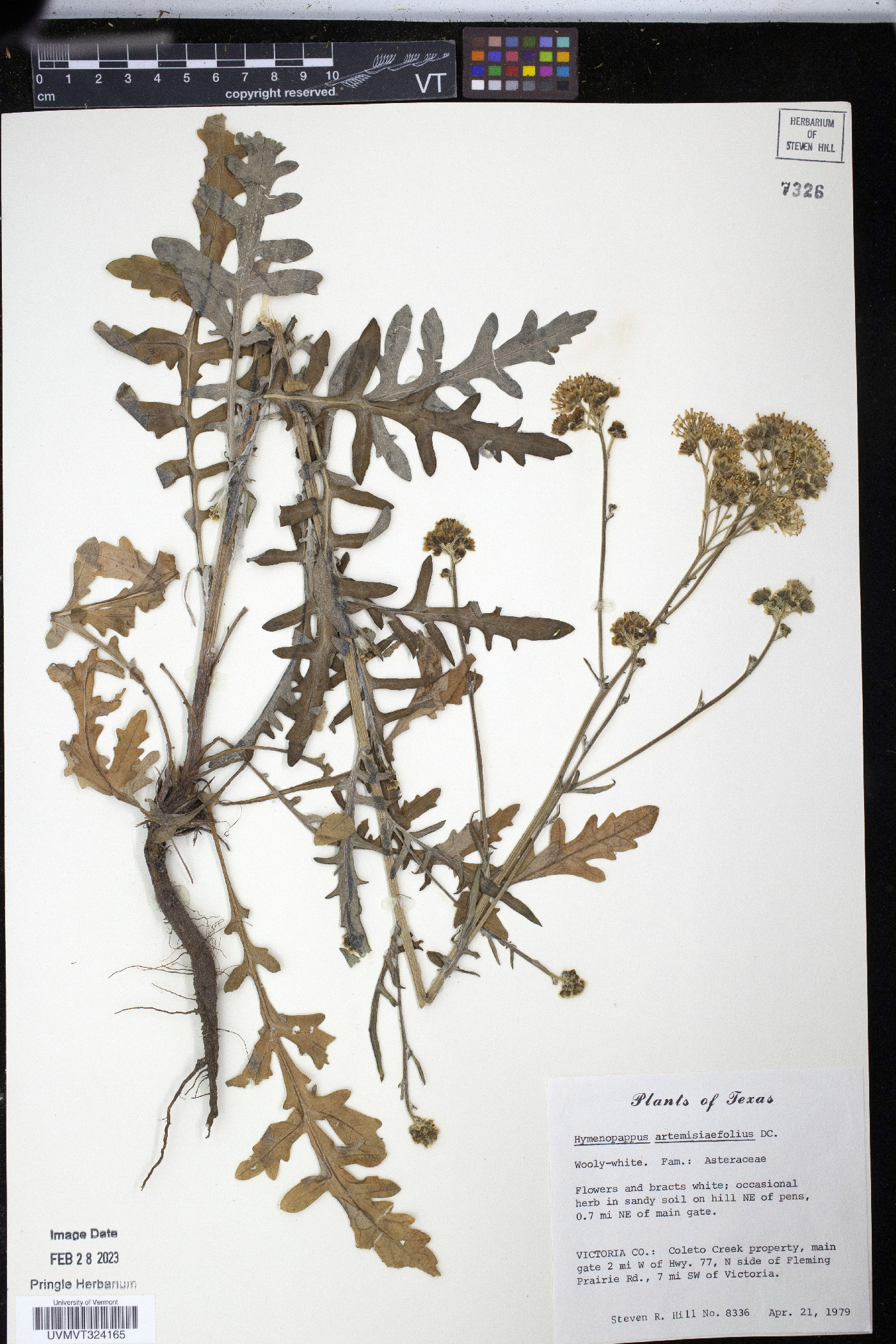 Hymenopappus artemisiaefolius image