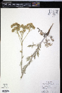 Hymenopappus scabiosaeus image