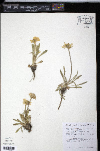 Tetraneuris acaulis image