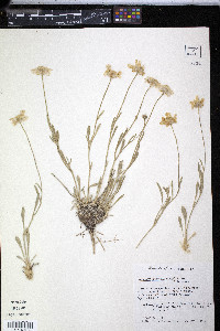 Tetraneuris argentea image