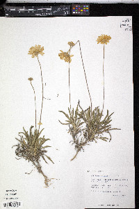 Tetraneuris scaposa var. scaposa image