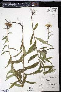Inula salicina image