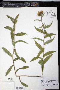 Inula salicina image
