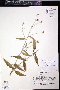 Isocarpha oppositifolia image