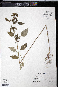 Iva annua image