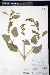 Cyclachaena xanthiifolia image
