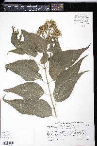 Media resource of Koanophyllon celtidifolia