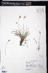Krigia montana image