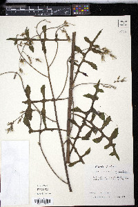 Lactuca hirsuta image