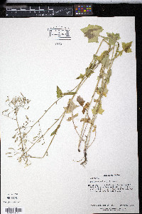 Mycelis muralis image