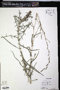 Lactuca saligna image