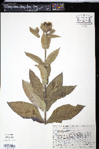 Lagascea helianthifolia image