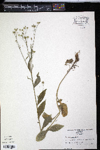 Lapsana communis image
