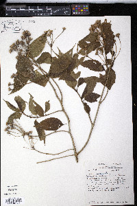 Lasianthaea fruticosa image