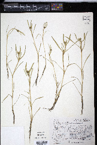 Lasthenia glaberrima image