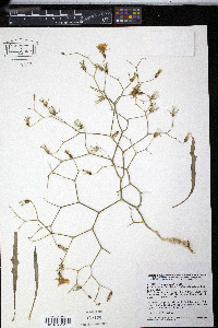 Media resource of Launaea lanifera