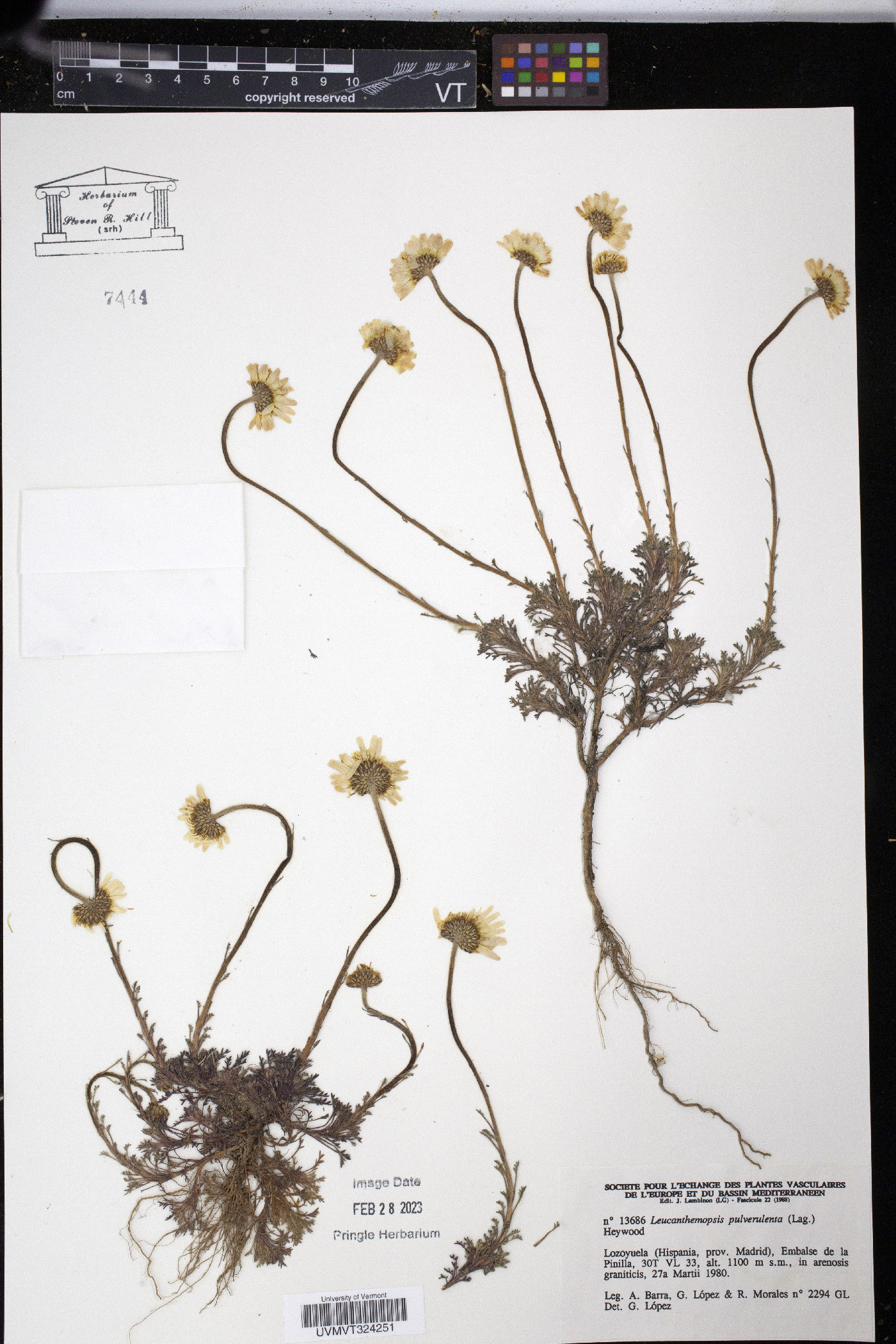 Leucanthemopsis pulverulenta image