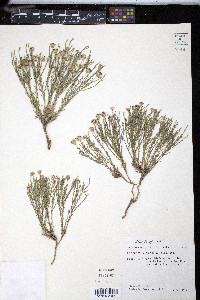 Chaetopappa ericoides image