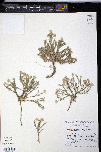 Chaetopappa ericoides image