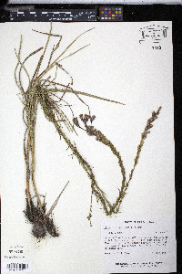 Liatris acidota image