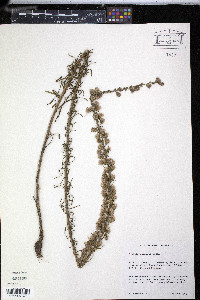 Liatris gracilis image