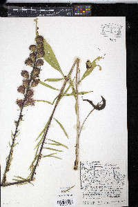 Liatris ligulistylis image