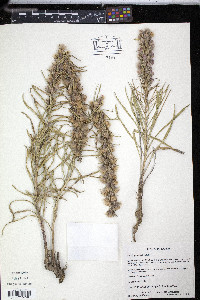 Liatris punctata image