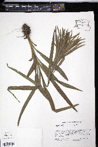 Liatris spicata var. spicata image