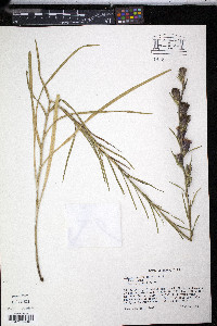 Liatris squarrosa image