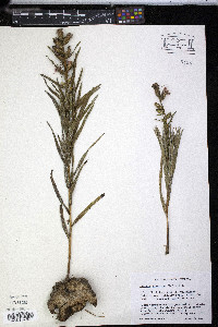 Liatris squarrosa image
