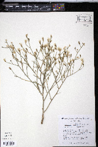 Lygodesmia tenuifolia image