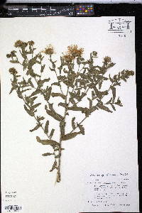 Dieteria bigelovii image
