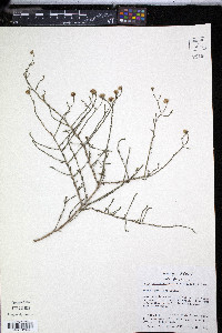 Psilactis tenuis image
