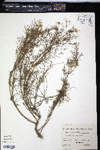 Matricaria chamomilla image