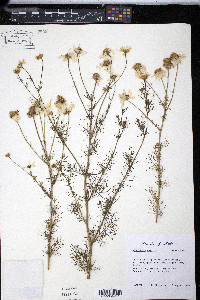 Matricaria maritima image