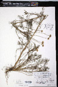 Matricaria perforata image