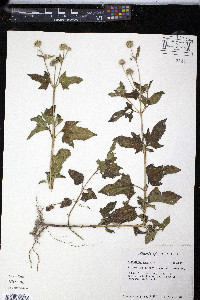 Melanthera aspera image