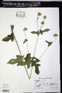 Melanthera nivea image