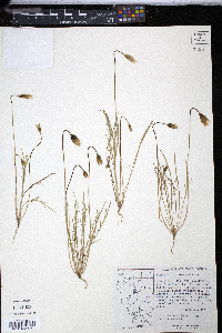 Microseris acuminata image