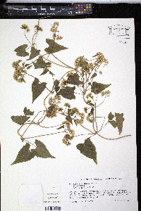 Mikania micrantha image