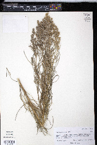 Oxytenia acerosa image