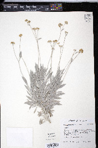 Parthenium argentatum image