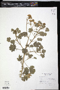 Perityle vaseyi image