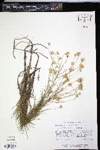 Pityopsis pinifolia image