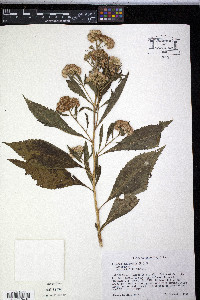 Pluchea camphorata image